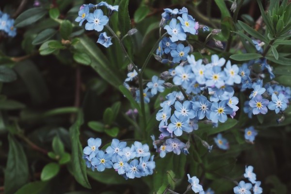 Forget me not flowers