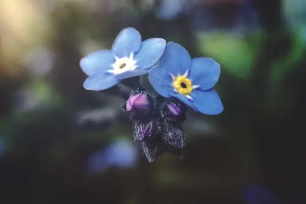 Thanet DAA Offer Unique Sensory Care Event for Dementia at Chartwell House