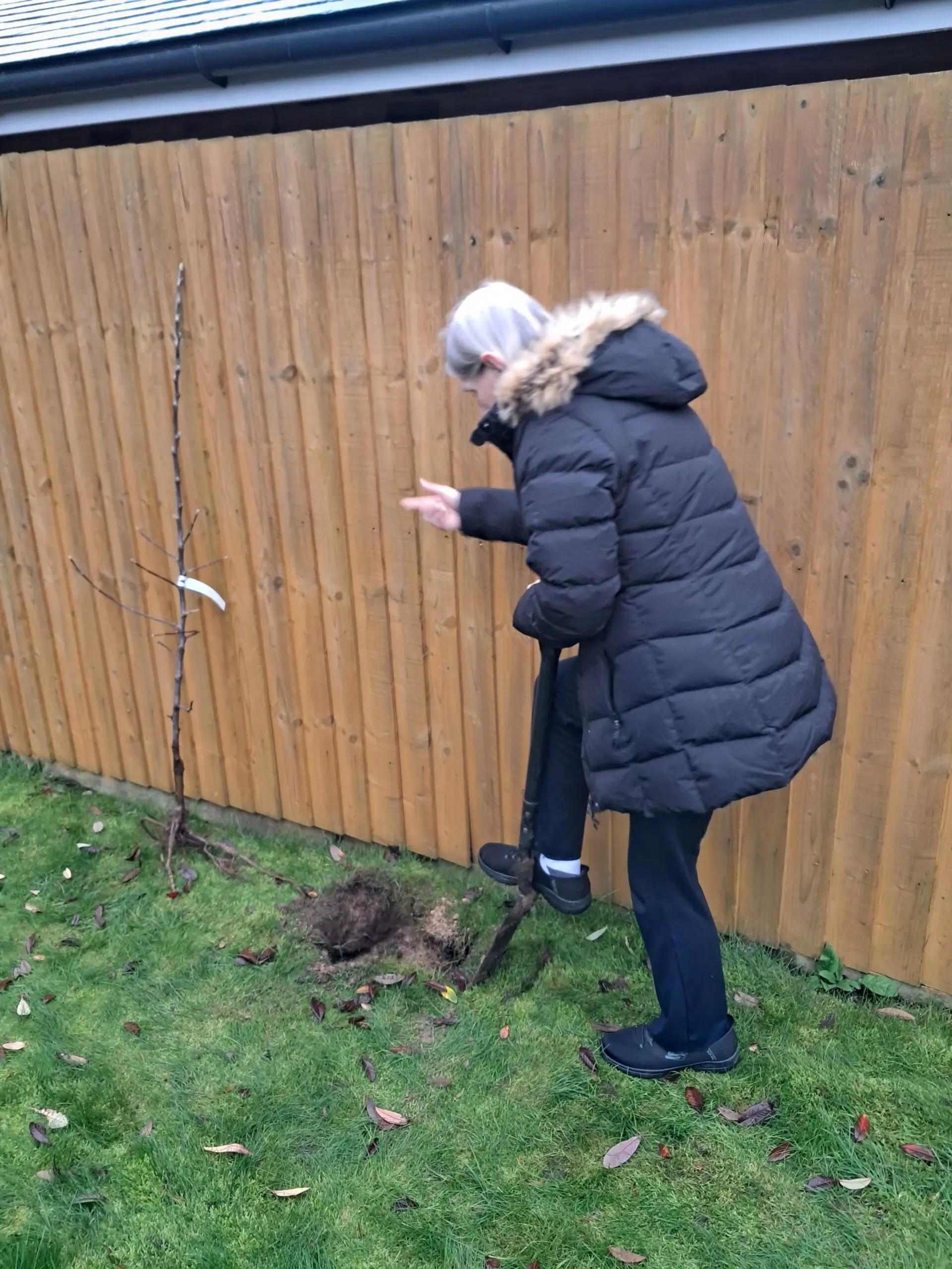 Brampton Manor Plants Community Orchard gallery item #4