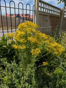 Boutique in Bloom 2026 Results Revealed thumb item #9