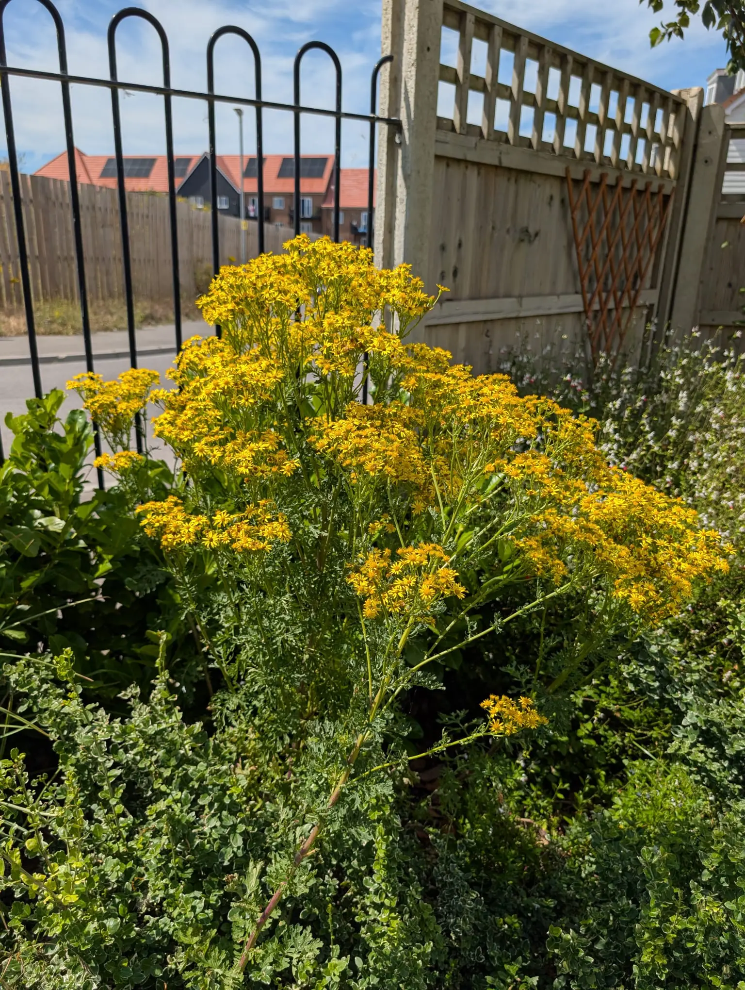 Boutique in Bloom 2026 Results Revealed gallery item #9